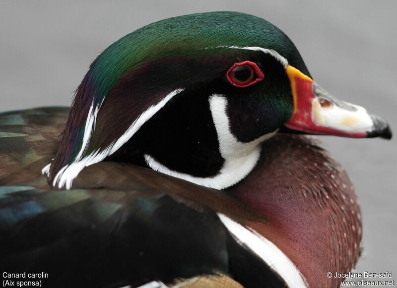 Wood Duck male