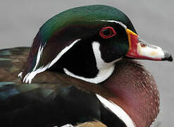 Wood Duck