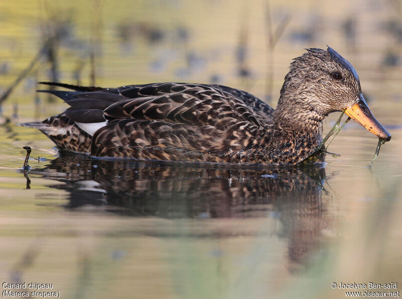 Gadwall