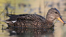 Canard chipeau