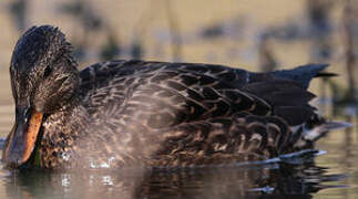 Gadwall