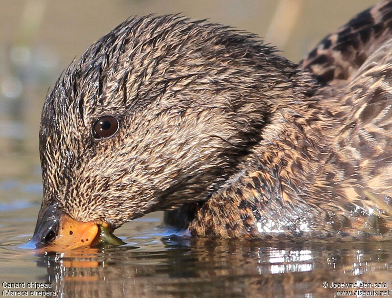 Canard chipeau