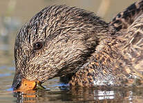 Canard chipeau