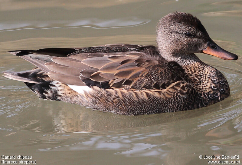 Gadwall male