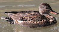 Canard chipeau