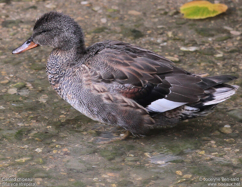 Canard chipeau mâle