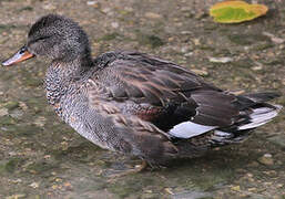 Gadwall