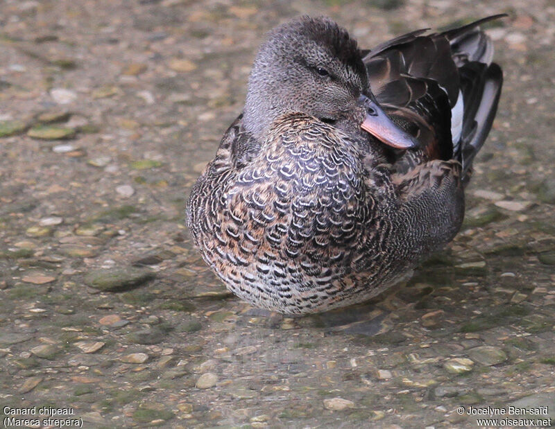 Canard chipeau mâle