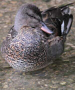 Canard chipeau