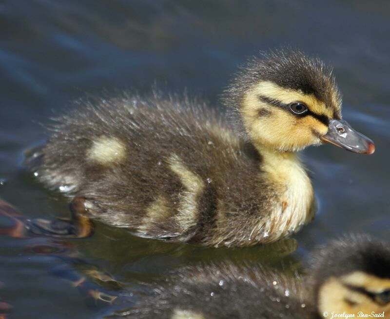 Canard colvertjuvénile