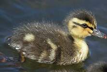 Canard colvert