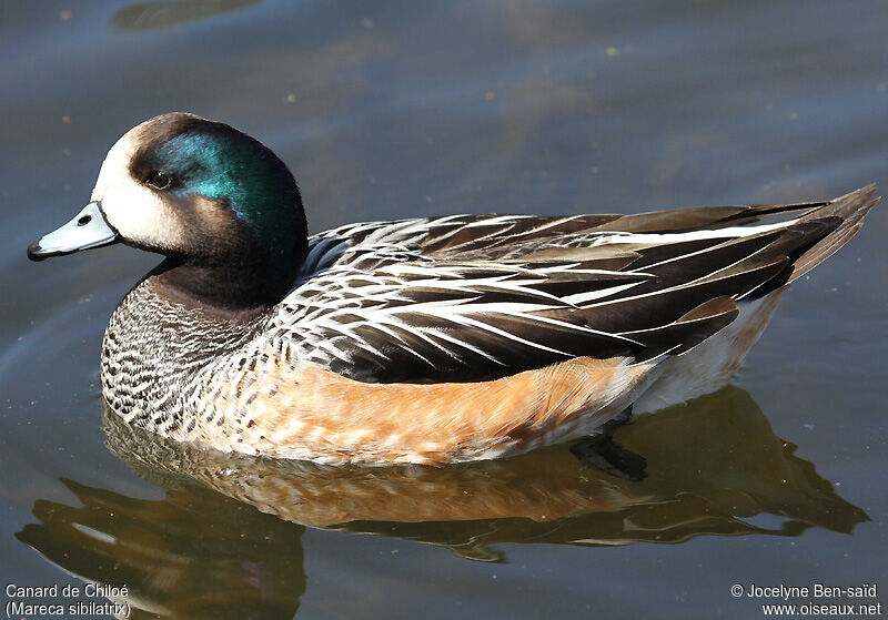 Chiloe Wigeon male