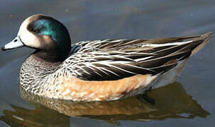 Chiloe Wigeon