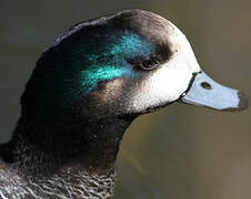 Chiloe Wigeon