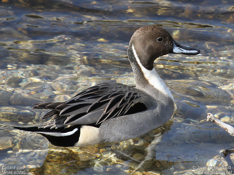 Canard pilet mâle