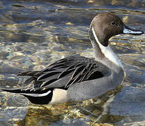 Northern Pintail