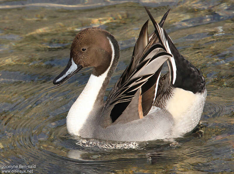 Canard pilet mâle adulte, composition