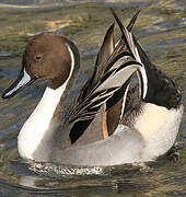 Northern Pintail