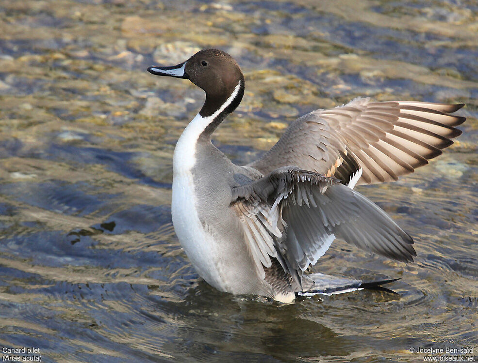 Canard pilet mâle