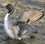 Northern Pintail