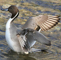 Canard pilet