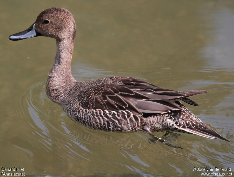 Canard pilet mâle 1ère année