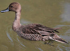 Northern Pintail