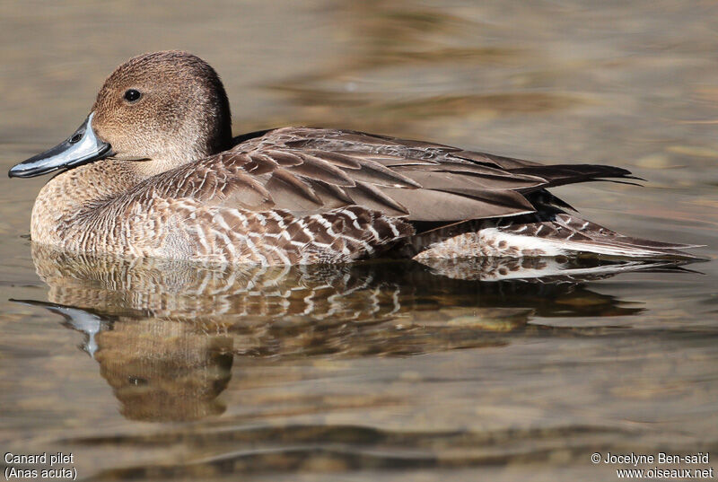 Northern Pintail male First year