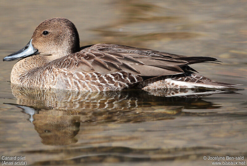 Canard pilet mâle 1ère année