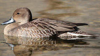 Canard pilet