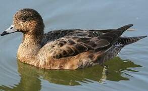 Eurasian Wigeon