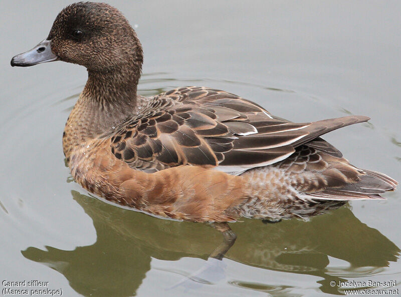 Eurasian Wigeon