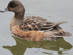 Eurasian Wigeon