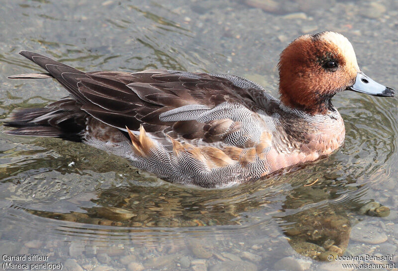 Eurasian Wigeon male