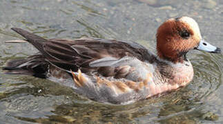 Eurasian Wigeon