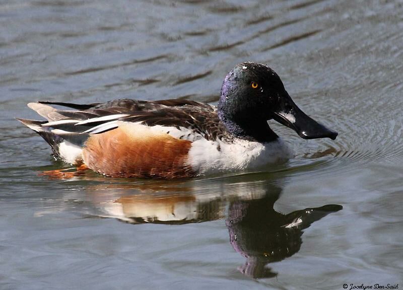 Northern Shoveler male