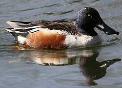 Northern Shoveler