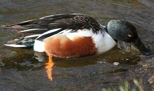 Northern Shoveler