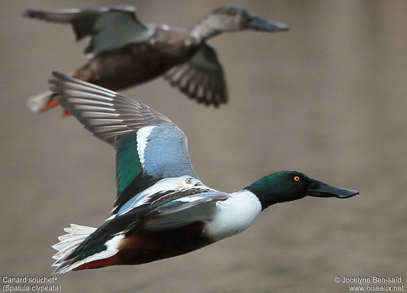 Canard souchet mâle