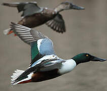 Northern Shoveler