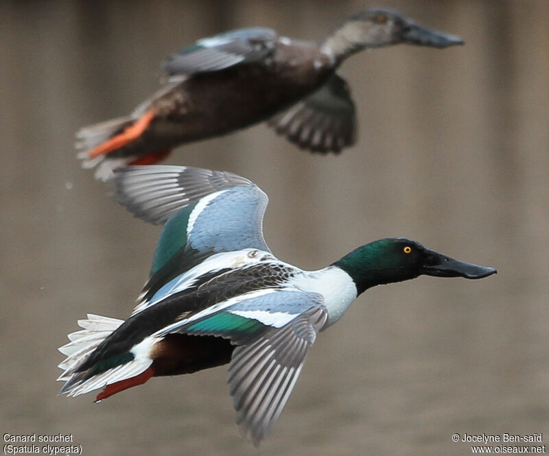 Canard souchet mâle