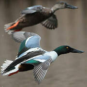 Northern Shoveler