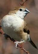 Indian Silverbill