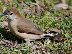 Indian Silverbill