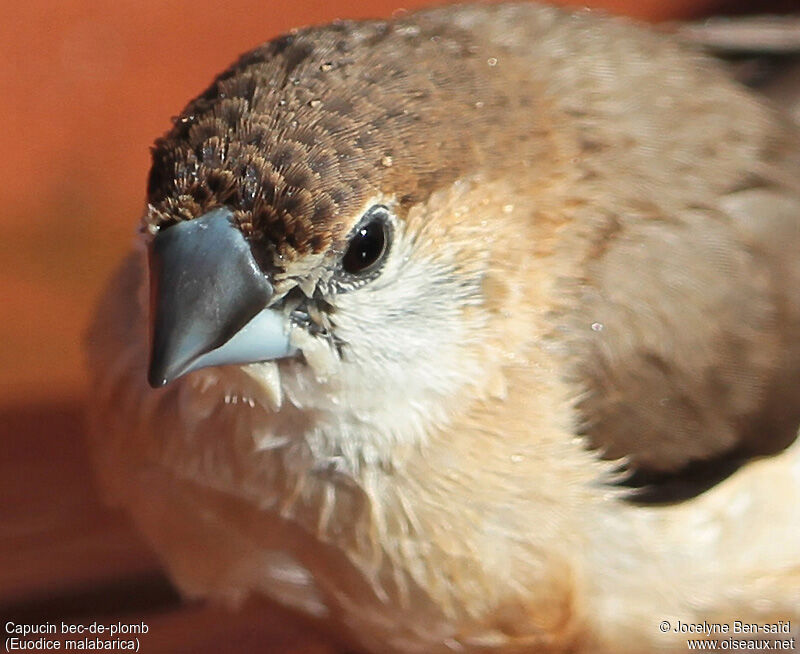 Indian Silverbill