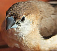 Indian Silverbill