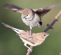 Indian Silverbill