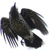 Spotted Nutcracker