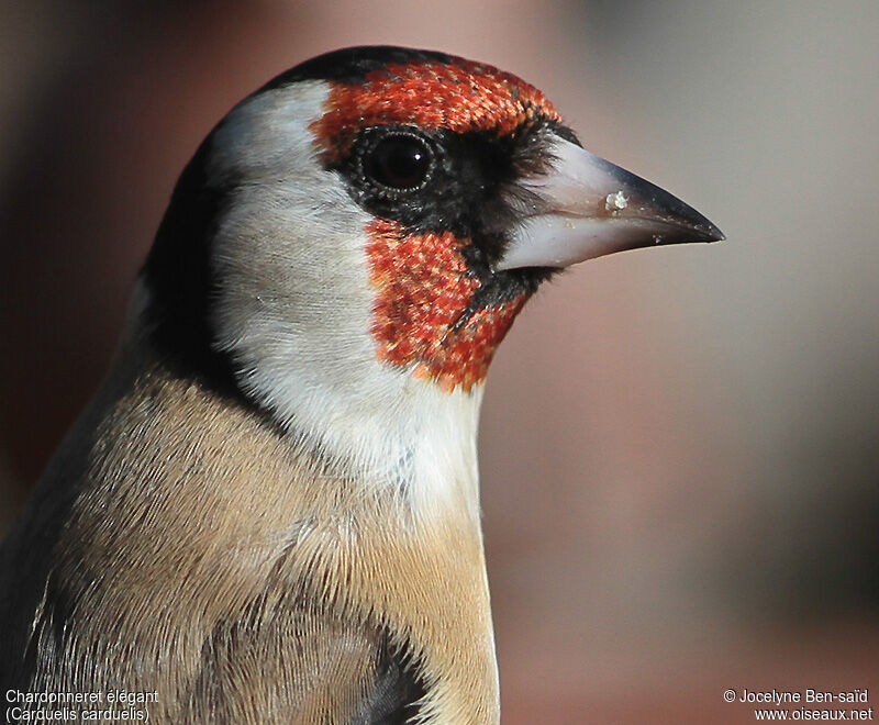 Chardonneret élégant