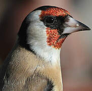 European Goldfinch